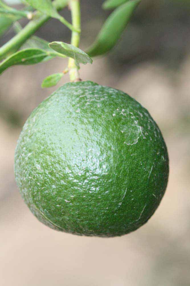            Immature fruit (Riverside, CA)   